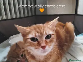 Europeo gatti Mamma Molly cerca famiglia - Annuncio 1