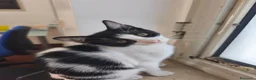 Meticcio gatti in regalo: Zac, il fascinoso  - Annuncio 4