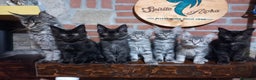 Maine Coon gatti in vendita: Cuccioli Maine Coon - Annuncio 7