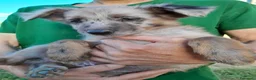 Meticcio cani in regalo: Ultimo cucciolo - Annuncio 5