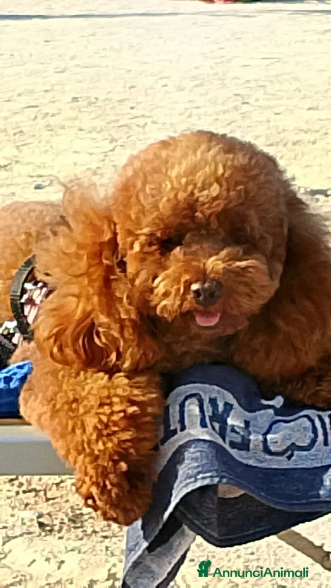 Barboncino cani in vendita: Cuccioli Barboncino - Annuncio 6