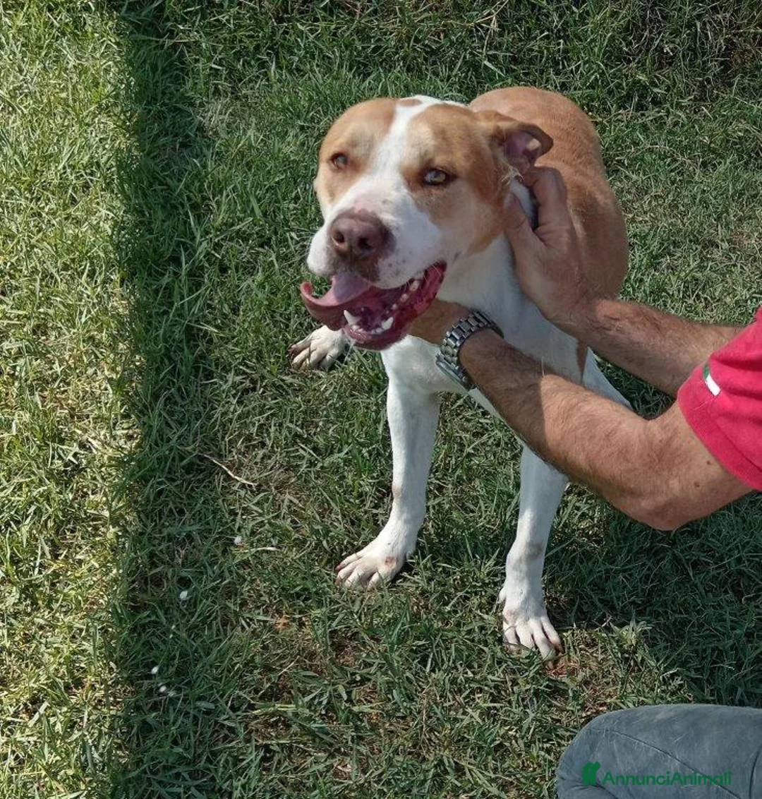 Pitbull cani in regalo: Flo meraviglioso pitbull in canile – adottami a Provincia di Latina - Annuncio 4