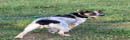 Meticcio cani in regalo: Divy, splendida meticcia tranquilla  - Annuncio 5