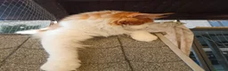 Maine Coon gatti per accoppiamento: Maine coon maschio per monta - Annuncio 4