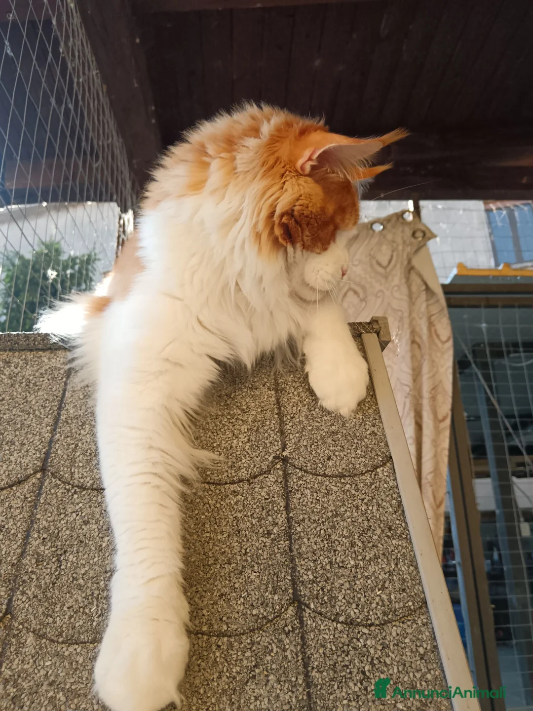 Maine Coon gatti per accoppiamento: Maine coon maschio per monta - Annuncio 4