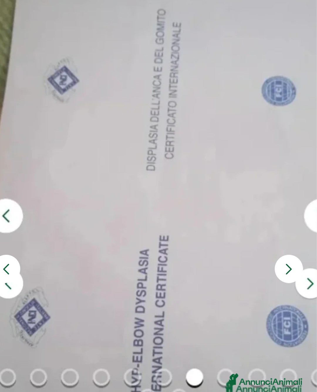 Pastore Tedesco cani in vendita: splendidi cuccioli pastore tedesco  - Annuncio 14