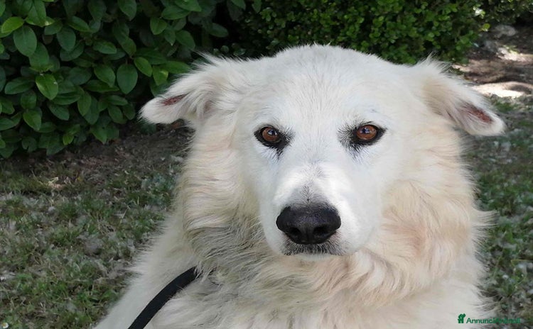 Meticcio cani a Città metropolitana di Roma Capitale - Annuncio 11