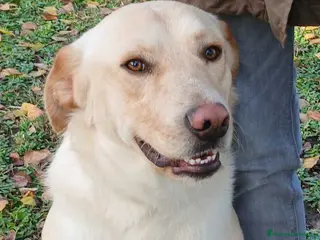 Meticcio cani CESARE INC LABRADOR TI STA ASPETTANDO, IN ADOZIONE - Annuncio 14