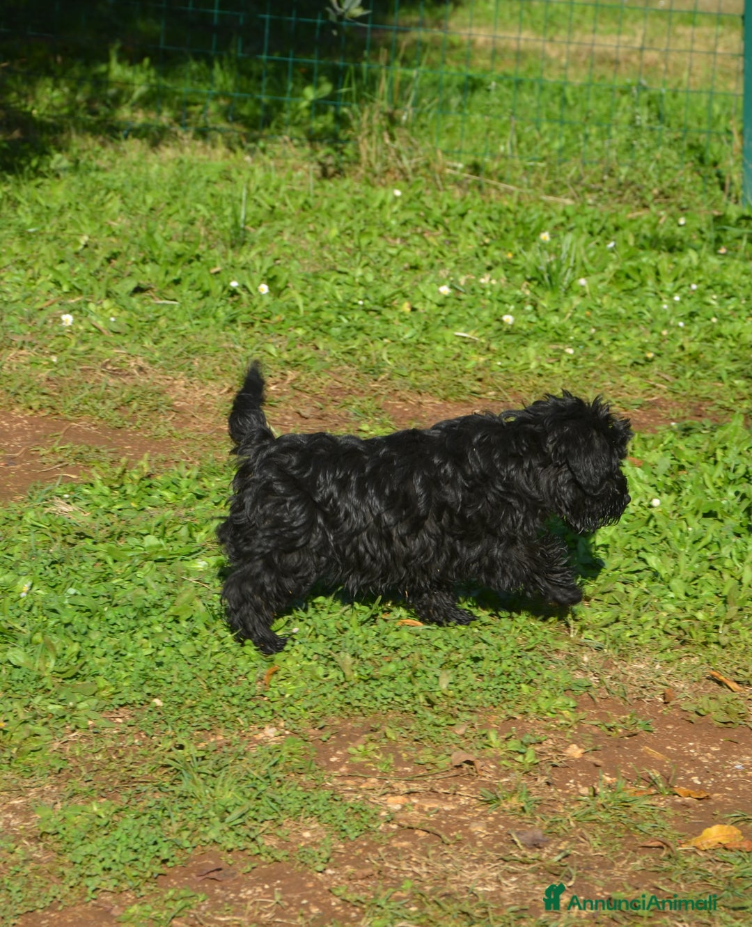 Mini Schnauzer cani in vendita: cucciolo schnauzer nano - Annuncio 4