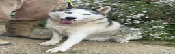 Husky cani in regalo: CINDY, splendida HUSKY cerca famiglia! - Annuncio 7