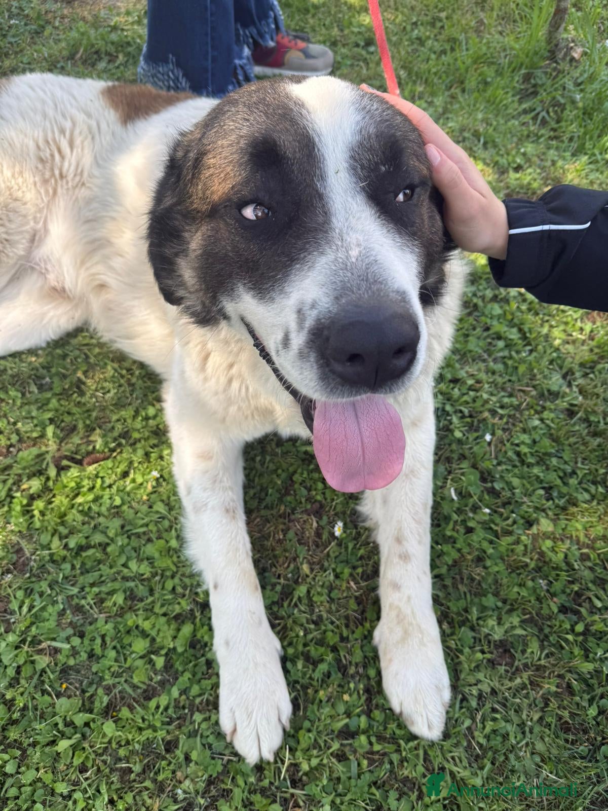 Meticcio cani in regalo: 3anni mix S.Bernardo ignorato,SOS CASA ASTI - Annuncio 4