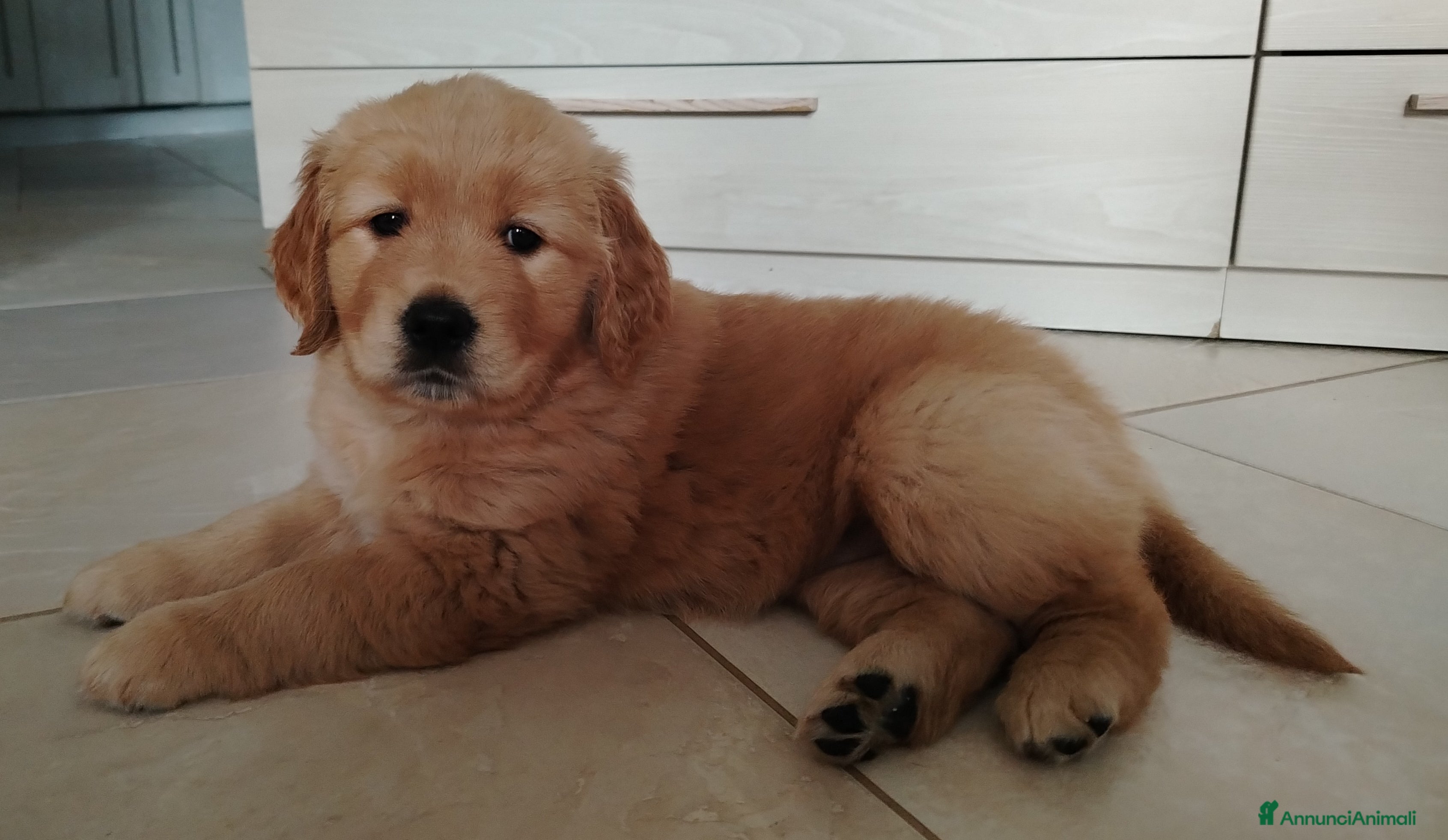 Golden Retriever cani Disponibili 2 cucciole golden Retriever - Annuncio 3