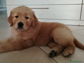 Golden Retriever cani Disponibili 2 cucciole golden Retriever - Annuncio 3