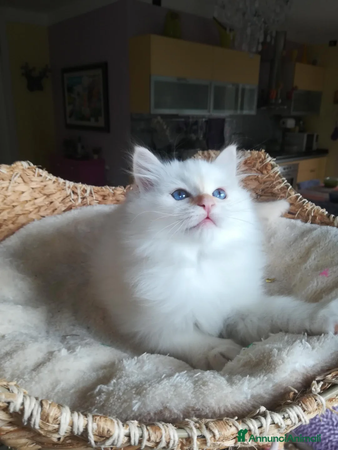 Sacro di Birmania gatti in vendita: CUCCIOLO SACRO DI BIRMANIA  a Provincia di Padova - Annuncio 3