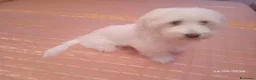 Maltese cani in vendita: Cucciola di razza maltese di 5 mesi - Annuncio 4