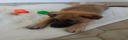 Meticcio cani in regalo: Gerry, simil pastorino! (6 mes)  - Annuncio 4