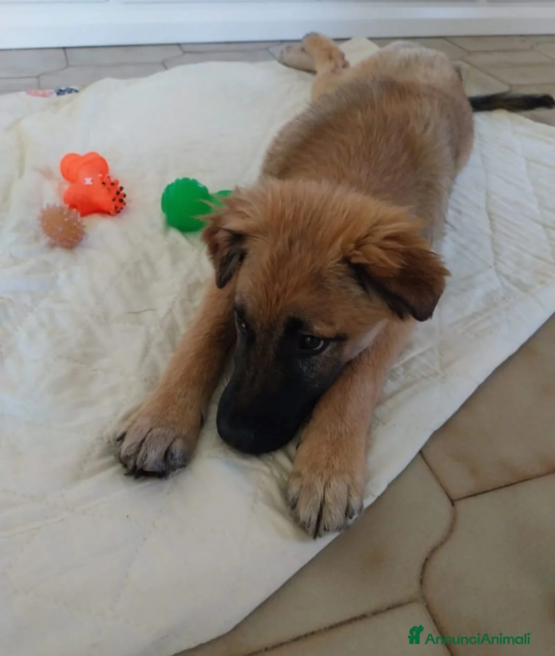 Meticcio cani in regalo: Gerry, simil pastorino! (6 mes)  - Annuncio 4