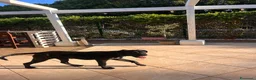 Cane Corso cani in vendita: Cane corso - Annuncio 3