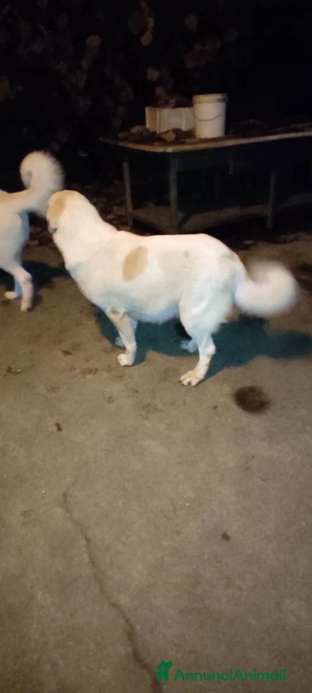 Pastore Asia Centrale cani in vendita: Pastore Asia Centrale  - Annuncio 1