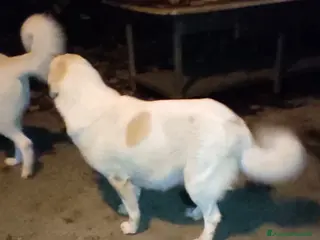 Pastore Asia Centrale cani Pastore Asia Centrale - Annuncio 20