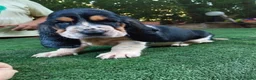 Bassethound cani in vendita: Cuccioli bassethound  - Annuncio 9