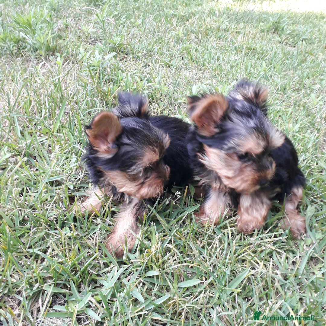 Yorkshire cani in vendita: cucciola yorkhire taglia piccolissima - Annuncio 2