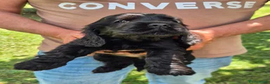 Cocker Cucciolo 2