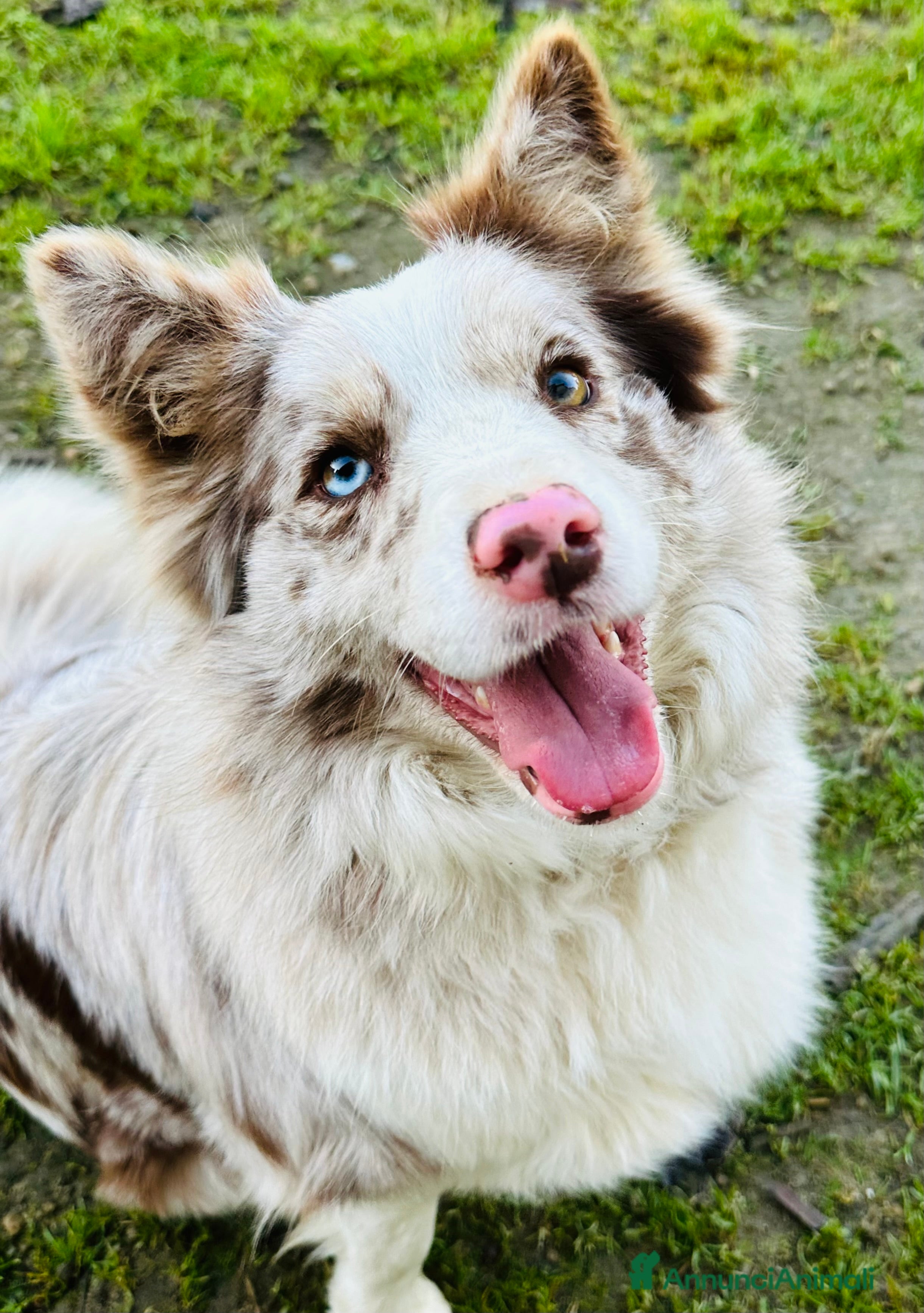 Border Collie cani Cuccioli border collie - Annuncio 2