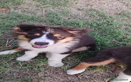 Australian Shepherd cani in vendita: Cuccioli pastore australiano/australian shepherd a Provincia di Viterbo - Immagine 4