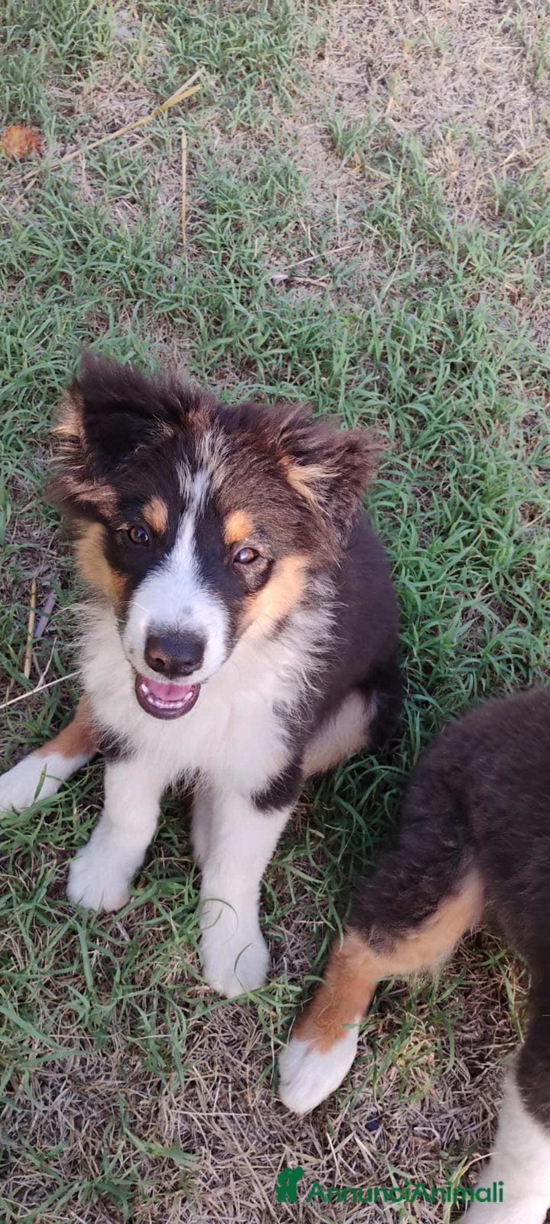 Australian Shepherd cani in vendita: Cuccioli pastore australiano/australian shepherd a Provincia di Viterbo - Immagine 4