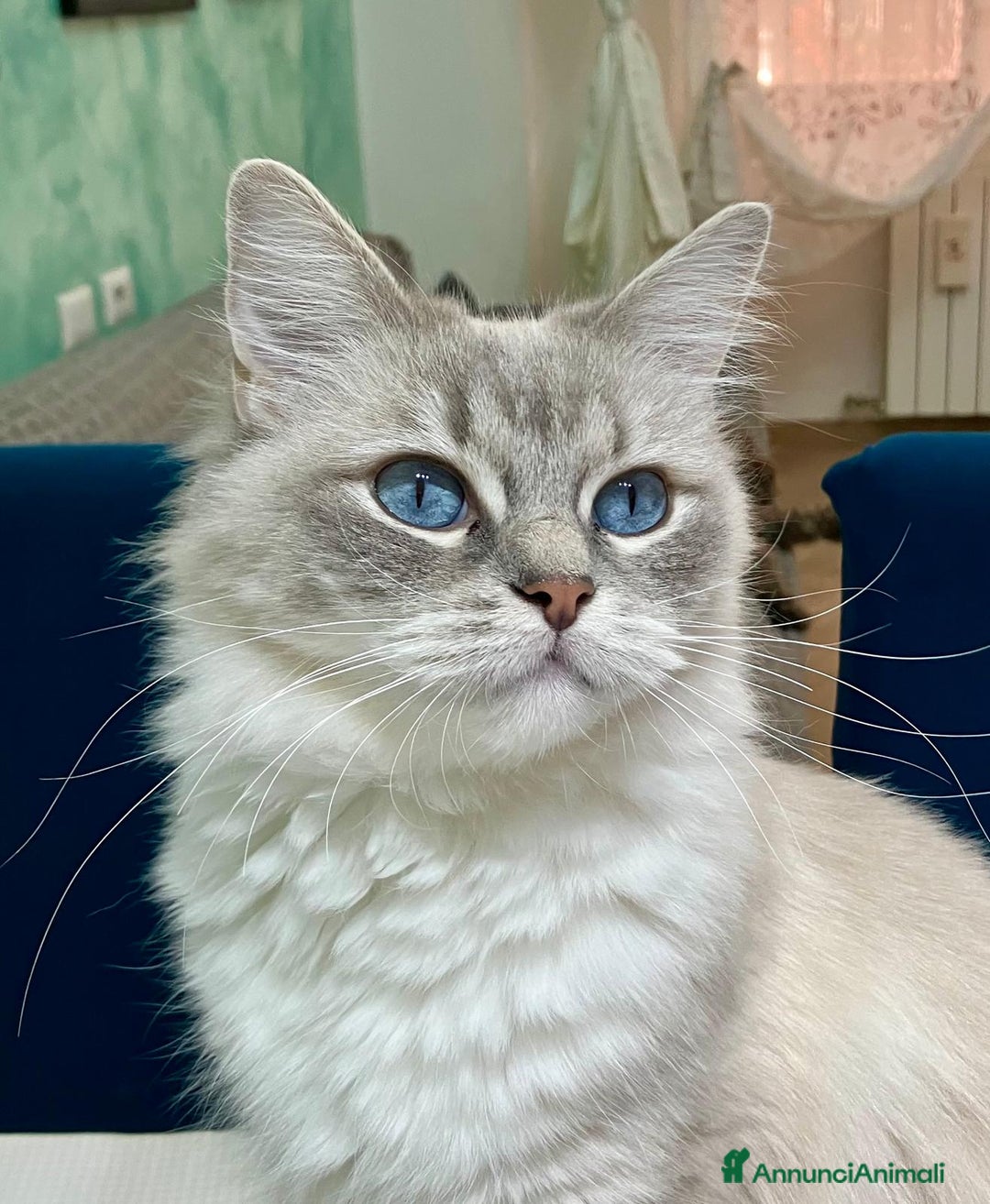 Ragdoll gatti in vendita: Ragdoll con Pedigree  - Annuncio 5