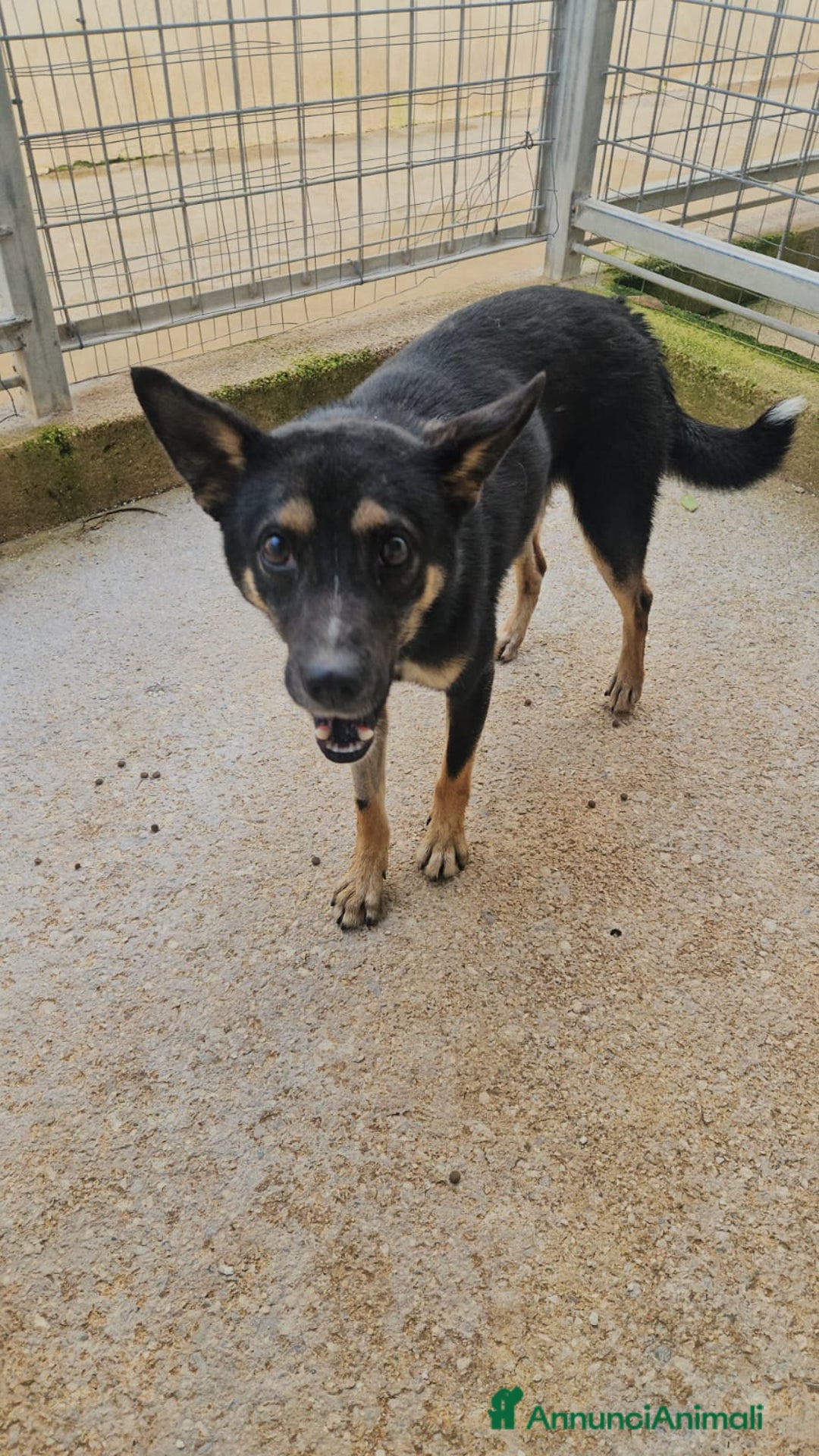 Meticcio cani in regalo: Nadir: lupetto taglia piccola socievole coccolone  - Annuncio 4