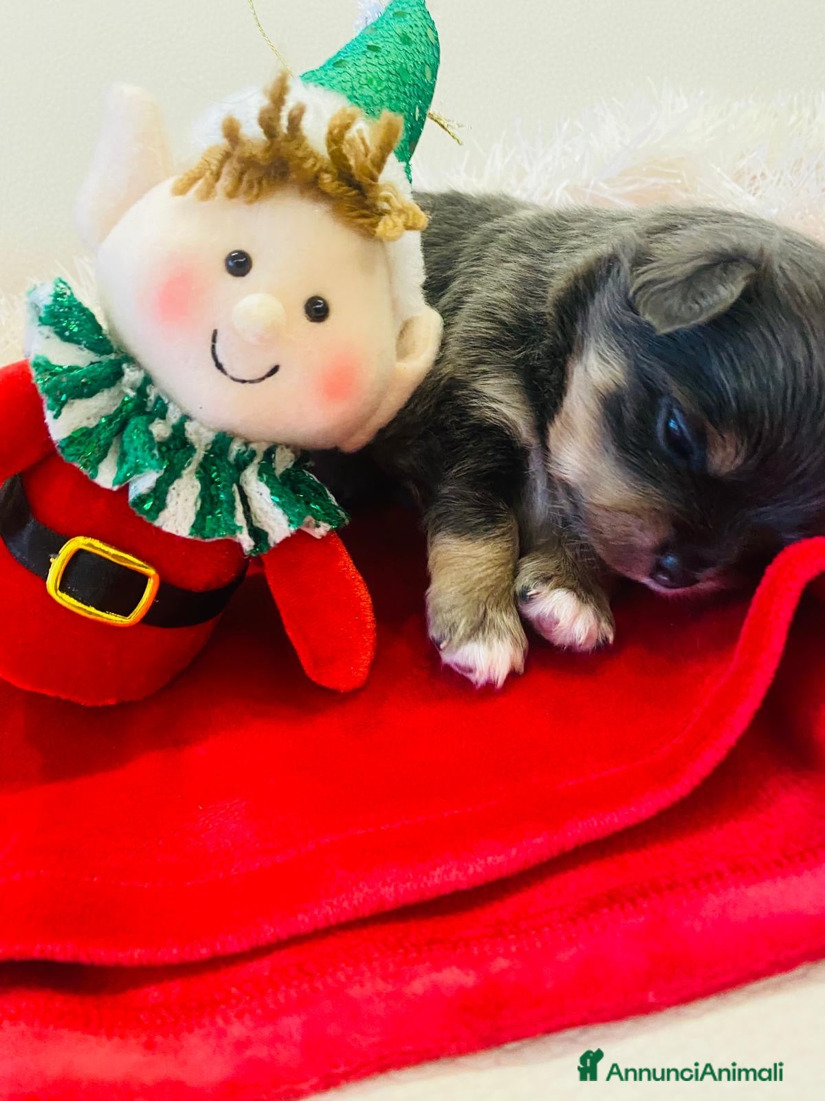 Chihuahua cani Chiuahaha a pelo lungo  - Annuncio 2