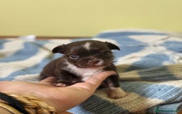 Chihuahua cani in vendita: Cuccioli di chihuahua a pelo lungo con pedigree  a Provincia di Bergamo - Immagine 4