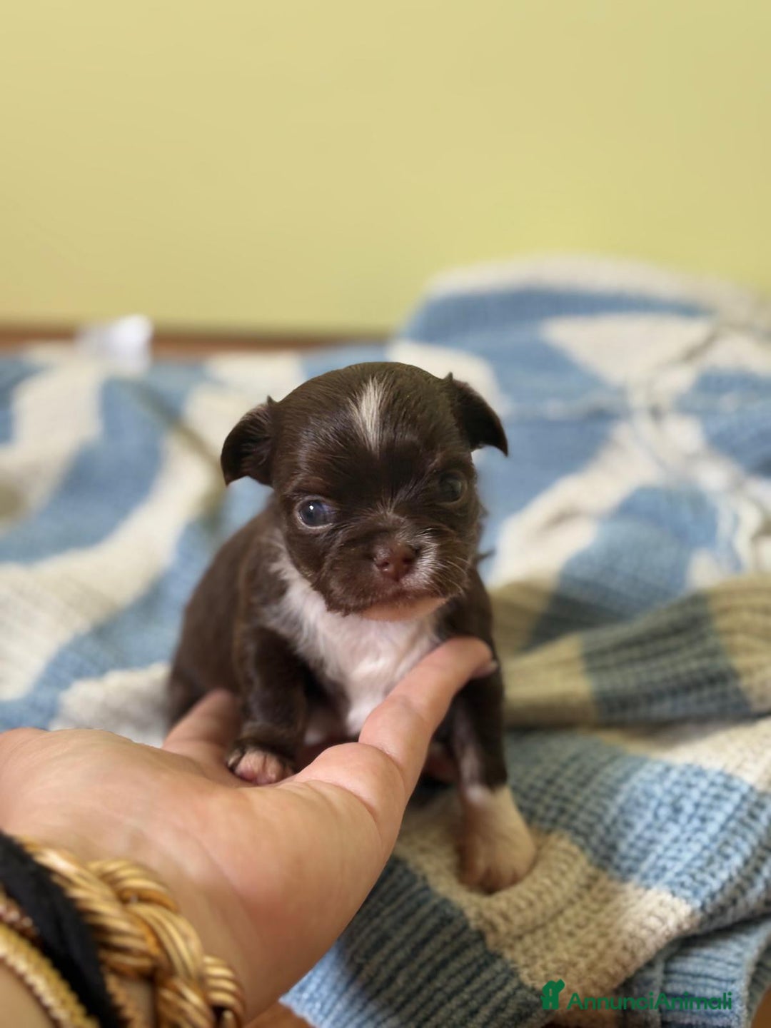 Chihuahua cani in vendita: Cuccioli di chihuahua a pelo lungo con pedigree  a Provincia di Bergamo - Immagine 4