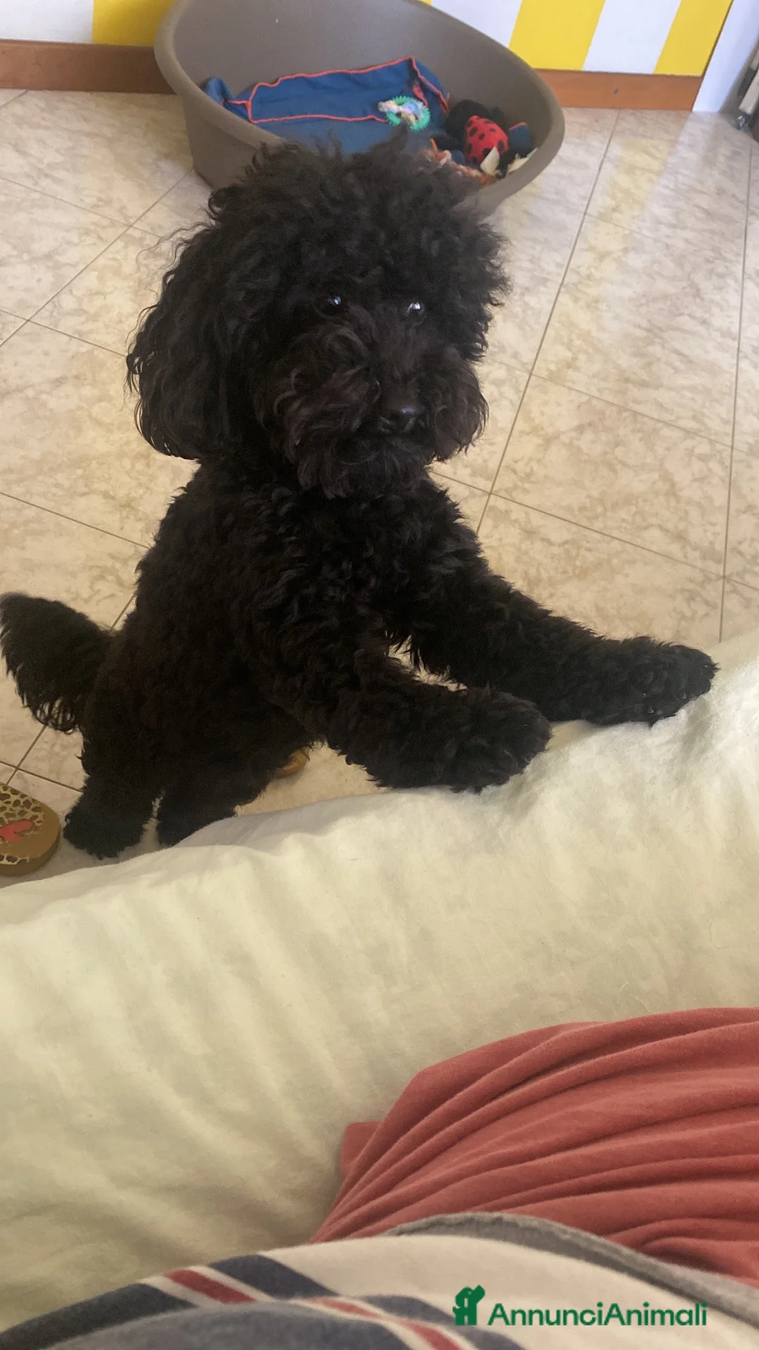 Barboncino Toy cani in vendita: Splendidi  2 maschietti fulvi barboncino - Annuncio 4