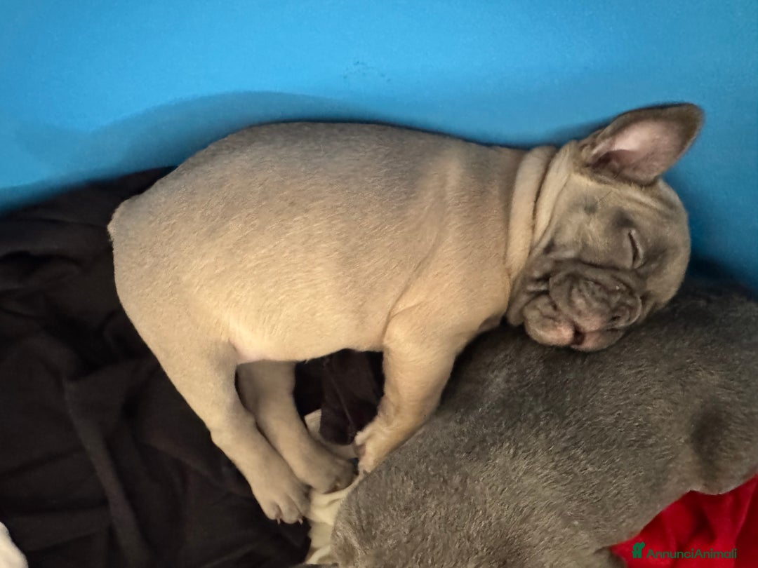 Bulldog Francese cani in vendita: Bulldog blue - Annuncio 5