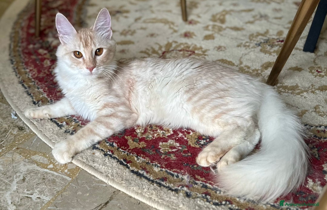 Angora turco gatti in vendita: Angora Turco, Gatto di razza  - Annuncio 5