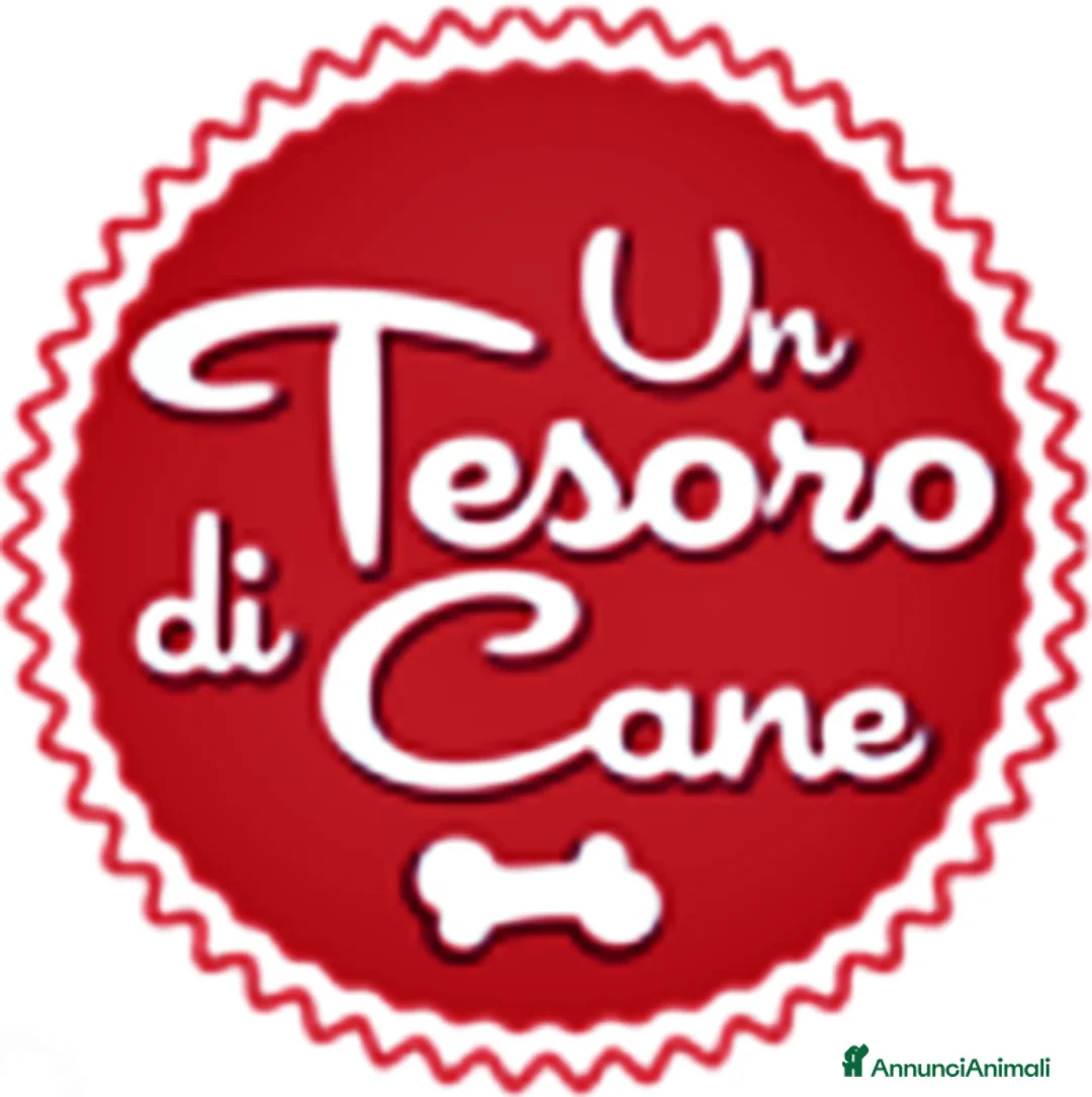 Border Collie cani in regalo: SEMOLINO CUCCIOLOTTO 6 MESI MIX BORDER CERCA MAMMA - Annuncio 2