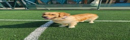 Golden Retriever cani in vendita: Golden retriever  - Annuncio 1