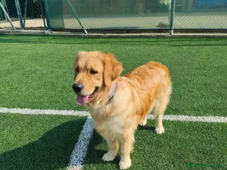 Golden Retriever cani Golden retriever - Annuncio 12