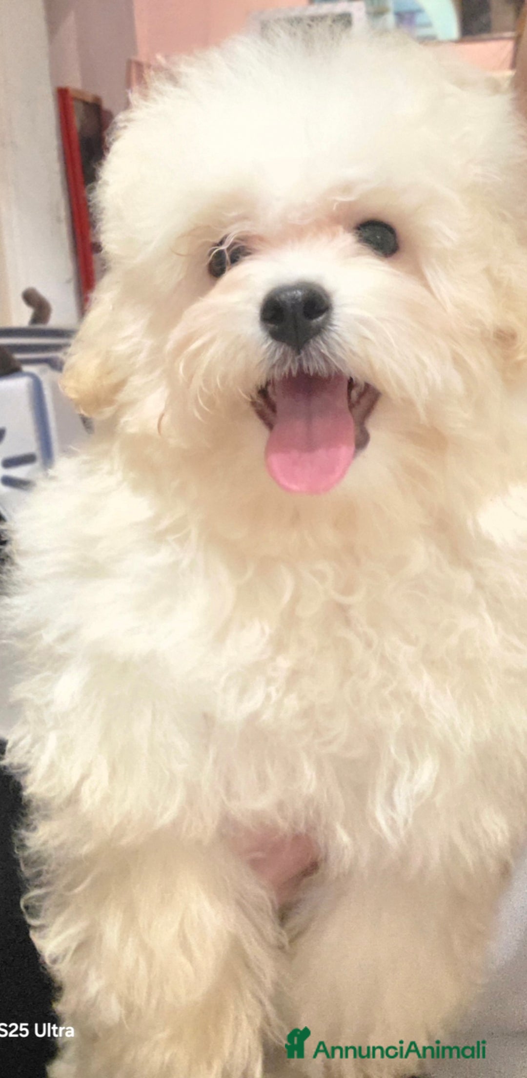 Meticcio cani in vendita: Maltipoo toy - Annuncio 7