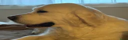Golden Retriever cani in vendita: Disponibili cuccioli maschi di Golden Retriever  - Annuncio 23