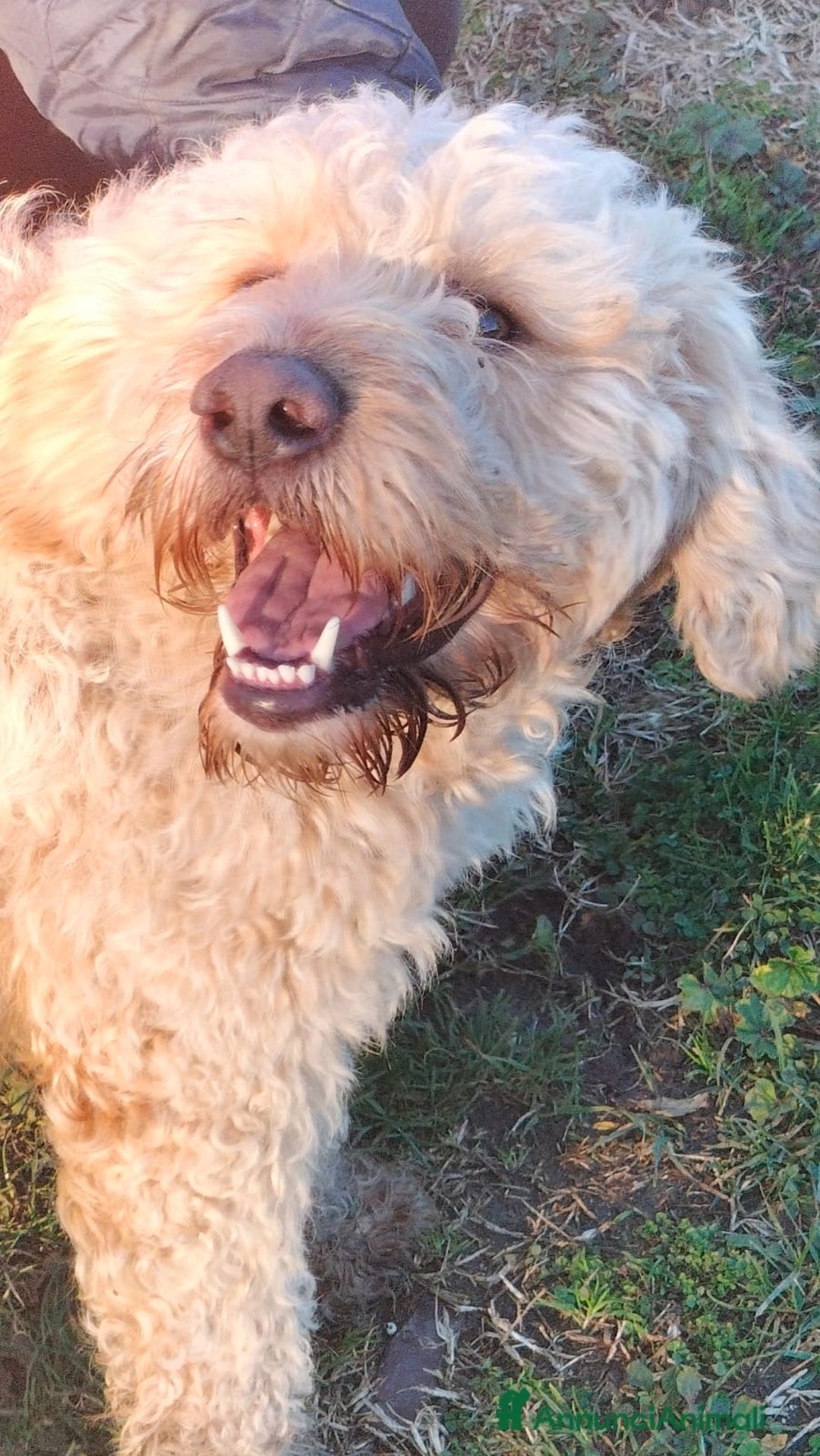 Lagotto cani in regalo: FIOCCHINO - Annuncio 7