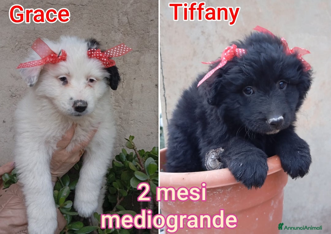 Meticcio cani in regalo: CUCCIOLI CERCANO CASA E AMORE  - Annuncio 2