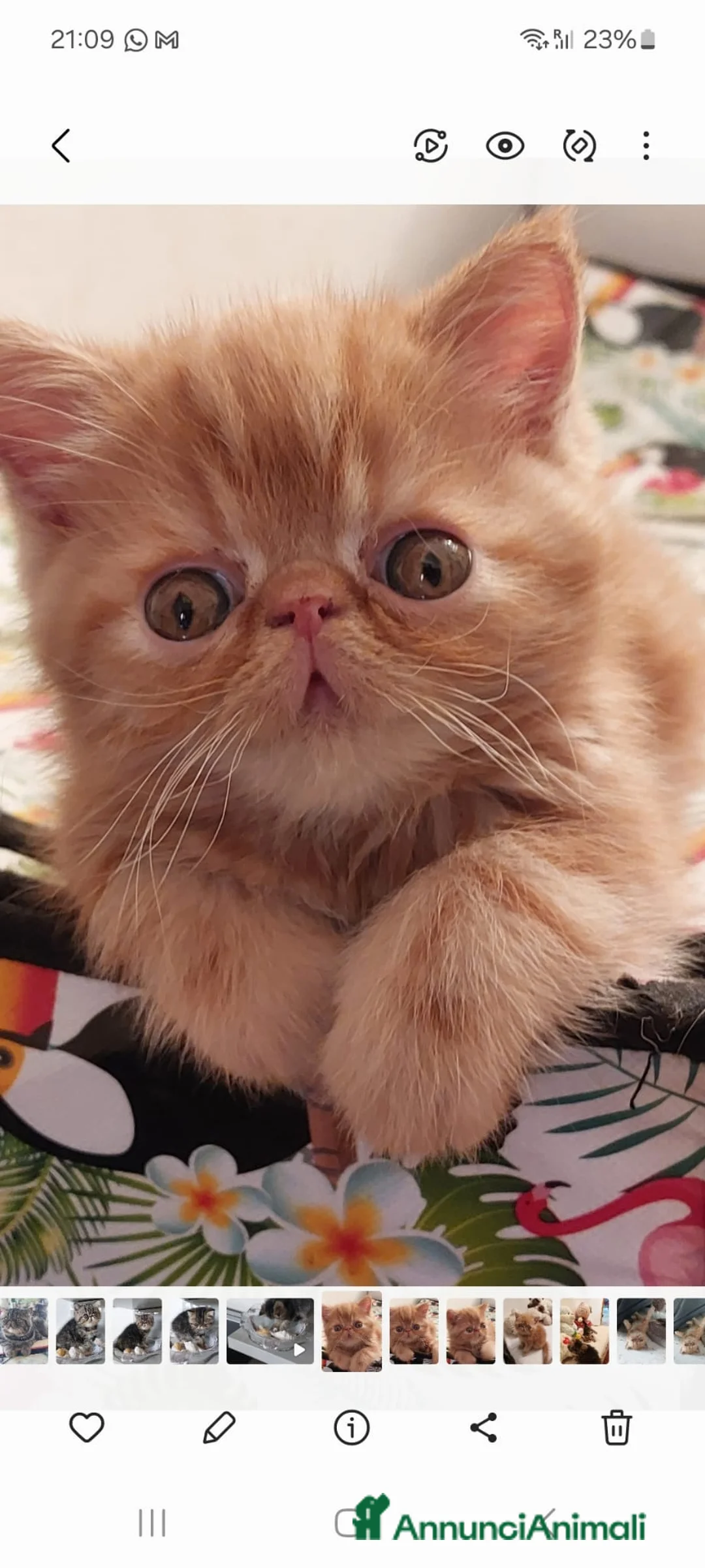 Exotic Shorthair gatti in vendita: Gattini razza Exotic Shorthair  a Provincia di Varese - Annuncio 2