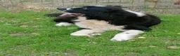 Terranova cani in regalo: Boris, Terranova in Canile  - Annuncio 10