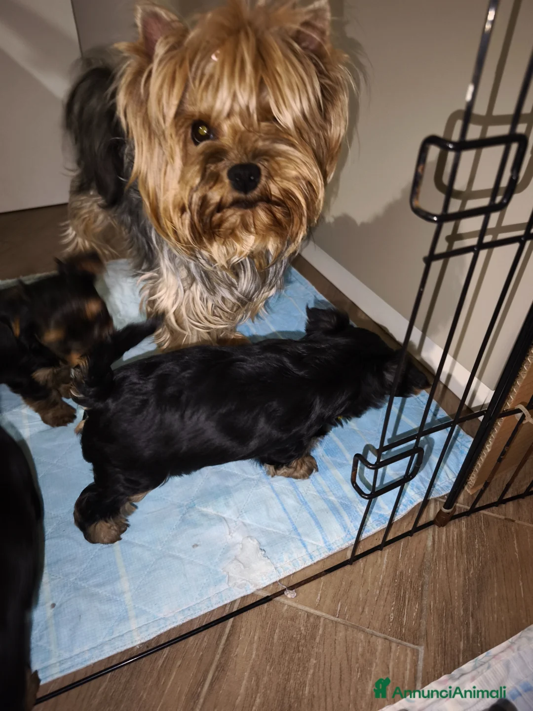 Yorkshire cani in vendita: Yorkshire terrier toy  a Provincia di Pescara - Annuncio 2