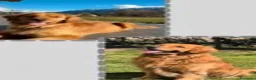 Golden Retriever cani in vendita: Cuccioli Golden Retriever 100% a Provincia autonoma di Trento - Annuncio 1