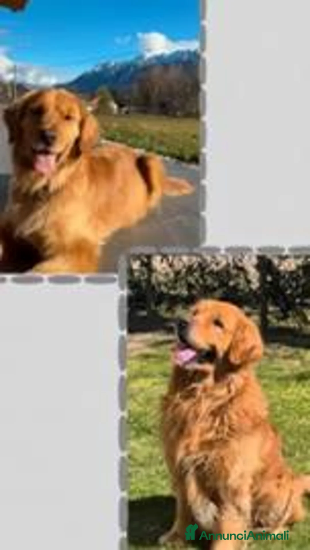 Golden Retriever cani in vendita: Cuccioli Golden Retriever 100% a Provincia autonoma di Trento - Annuncio 1